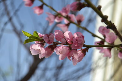 Close-up of pink cherry blossom