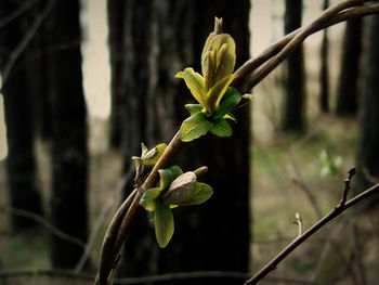 Close-up of plant