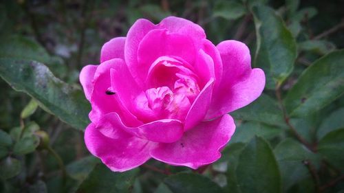 Close-up of pink flower blooming outdoors