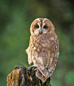 Close-up portrait of owl perching on tree stump