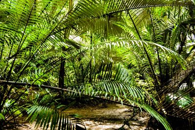 Green leaves in forest