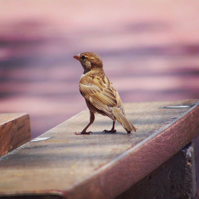 animal themes, animals in the wild, one animal, bird, wildlife, perching, focus on foreground, full length, side view, selective focus, nature, outdoors, close-up, zoology, sky, railing, sparrow, vertebrate, no people, day