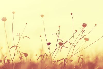 Close-up of plants growing on field against sky