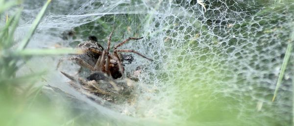 Close-up of spider on web