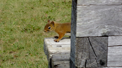 Squirrel on wooden log