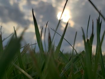 Close-up of grass on field against sky