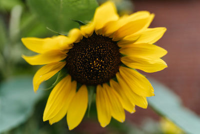 Close-up of sunflower