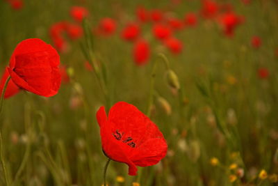 Close-up of red poppy flower on field