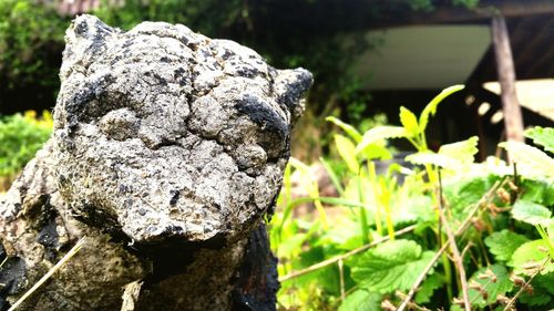 Close-up of rocks on tree trunk