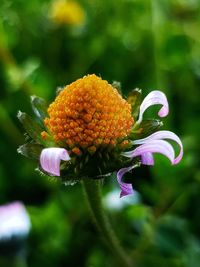 Close-up of pink flower on plant