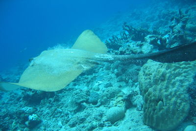 Fish swimming in sea