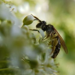 Close-up of bee on plant