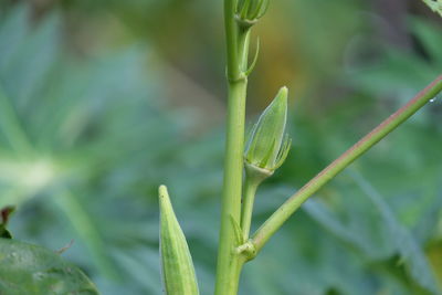 Close-up of fresh green plant