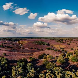 Purple flowering plants on field against sky, blooming heather heid fields in the netherlands 