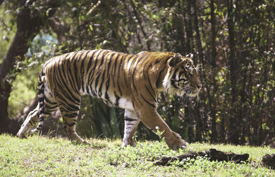 Tiger walking at zoo