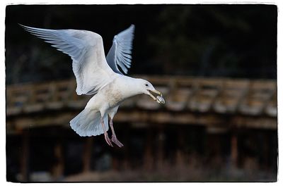 Close-up of bird flying