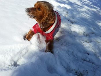 Dog sitting in snow