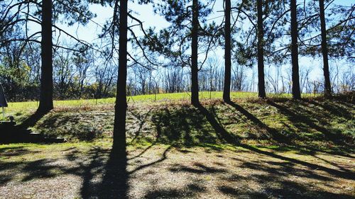 Trees in forest