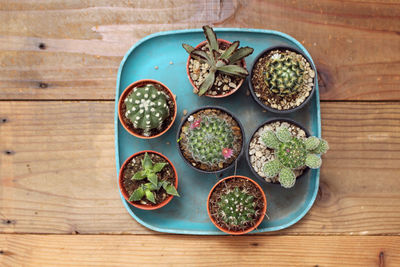 Directly above shot of cactus potted plants on table