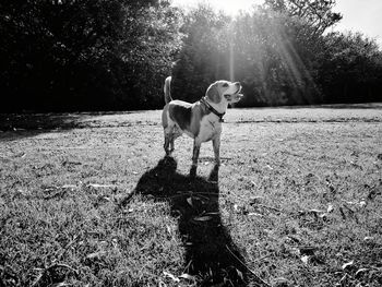 Black and white shot of a beagle standing in sunshine
