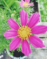 Close-up of pink flower