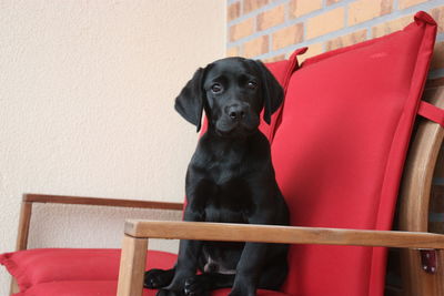 Portrait of black labrador sitting on chair by wall