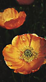 Close-up of yellow flower blooming outdoors