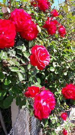 Close-up of red roses blooming outdoors