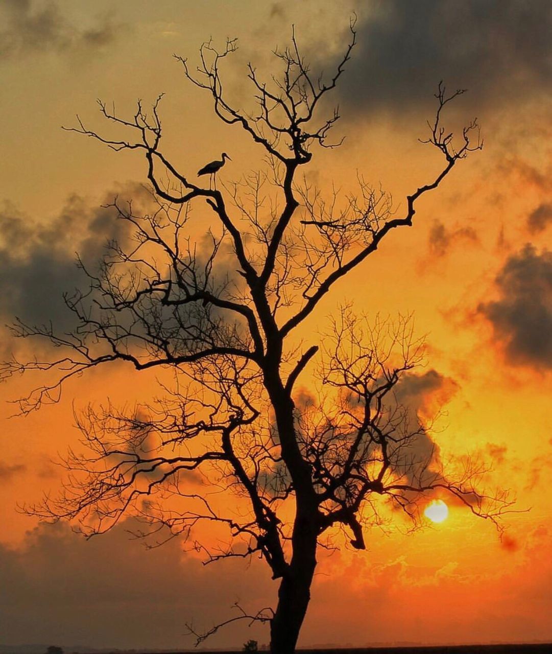 bare tree, tree, silhouette, branch, nature, sky, beauty in nature, outdoors, sunset, no people, tranquility, bird, scenics, landscape, dead tree, day