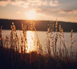 Stalks against lake during sunset