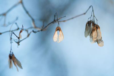 Close-up of dry leaves