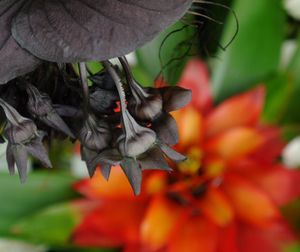 Close-up of bird on tree
