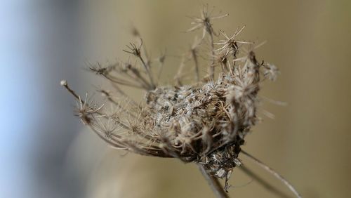 Close-up of spider on plant