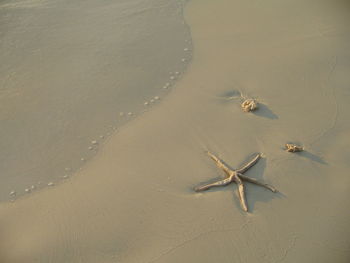 High angle view of starfish on beach