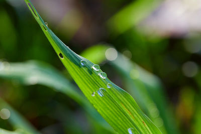 Dew drops on grass blade