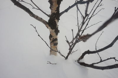 Close-up of bare tree branches during winter