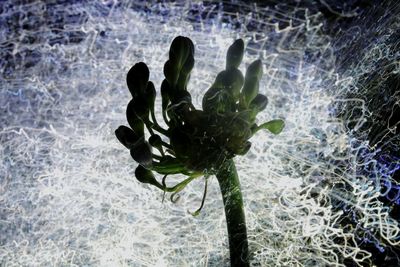 Close-up of snow on plant
