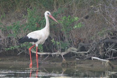 Gray heron on lake