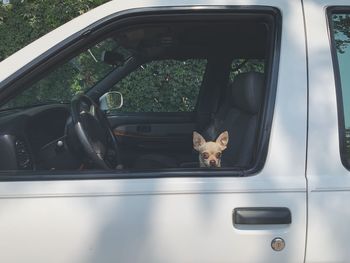 Cat looking through car window