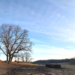 Bare tree on field against sky