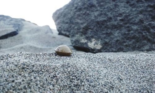 Close-up of seashell on beach