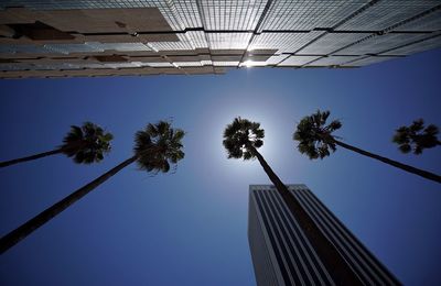 Low angle view of palm trees against blue sky