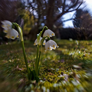 Close-up of white flowering plants