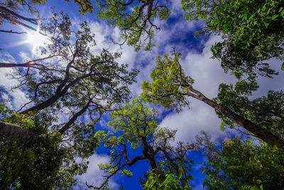 Low angle view of trees in forest