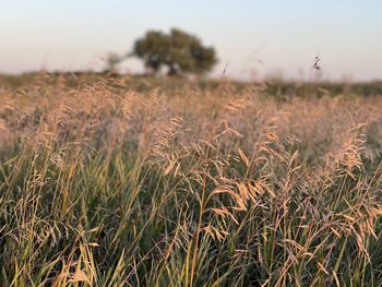 View of wheat field against sky