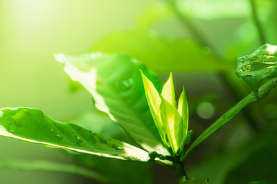 Close-up of fresh green plant