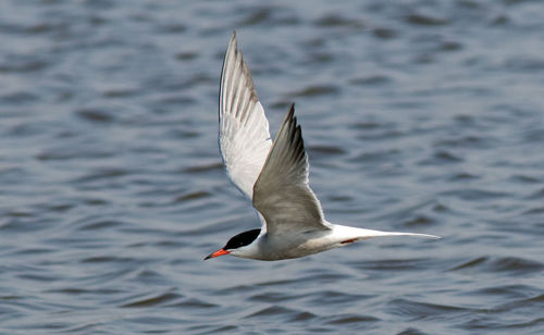 Seagull flying over a lake