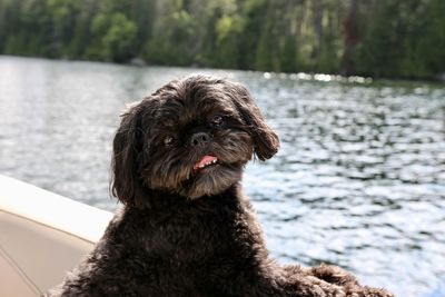 Portrait of a dog looking away