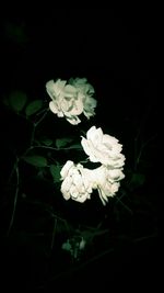 Close-up of white flower