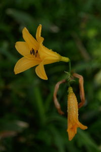 Close-up of yellow flowering plant